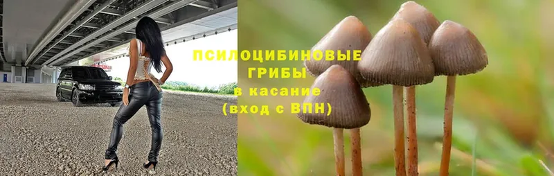 продажа наркотиков  Зеленогорск  Галлюциногенные грибы Cubensis 