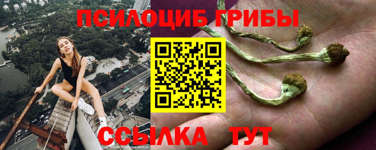 Галлюциногенные грибы Psilocybe  где купить наркоту  Зеленогорск 